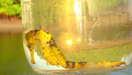 Atrações em Porto de Galinhas - Cavalo Marinho