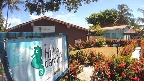Atrações em Porto de Galinhas - Projeto Hippocampus